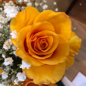 Meet your Posher, Carol